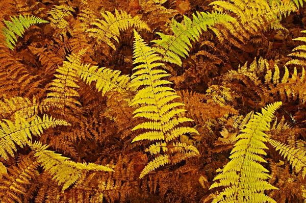 Canada, Ontario, Baysville Wood ferns in autumn